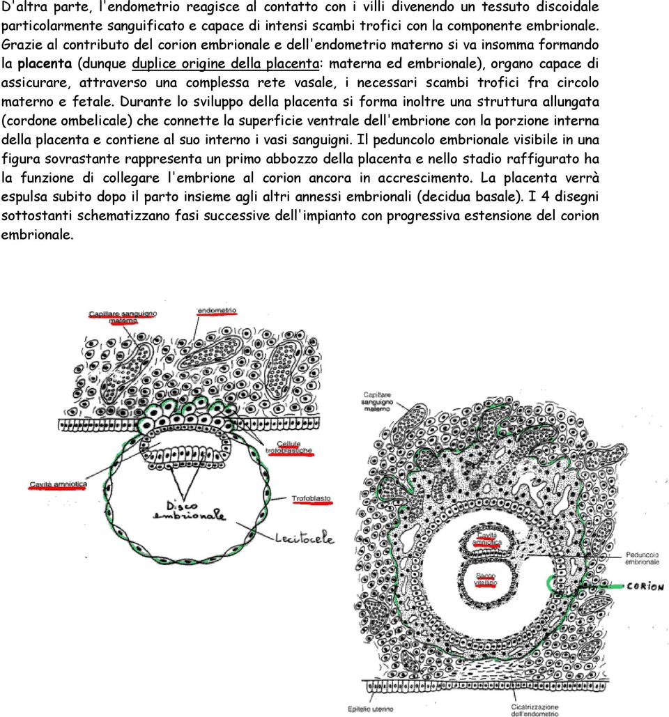 attraverso una complessa rete vasale, i necessari scambi trofici fra circolo materno e fetale.