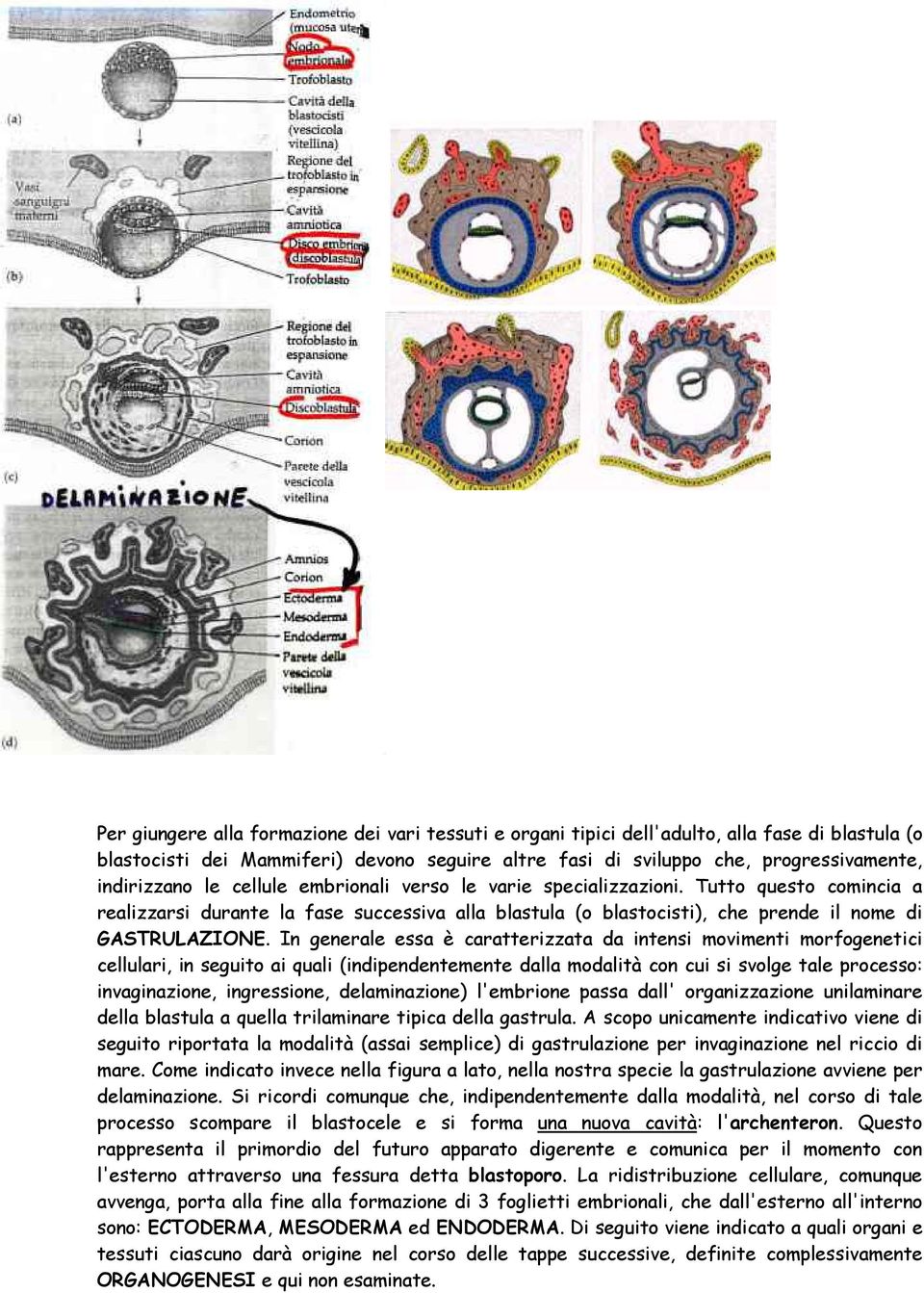 Tutto questo comincia a realizzarsi durante la fase successiva alla blastula (o blastocisti), che prende il nome di GASTRULAZIONE.