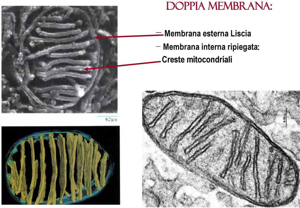 Liscia Membrana