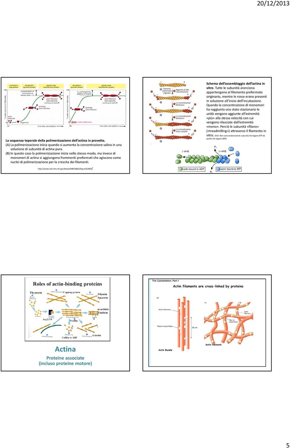 filamenti. Schema dell assemblaggio dell actina in vitro.
