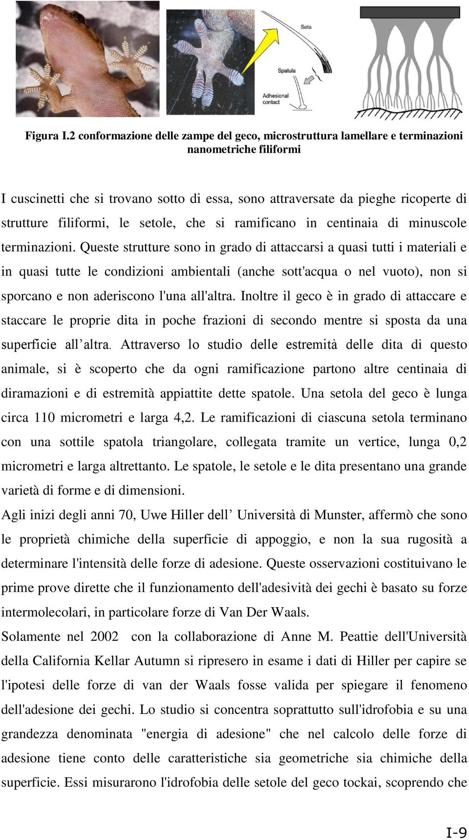 filiformi, le setole, che si ramificano in centinaia di minuscole terminazioni.