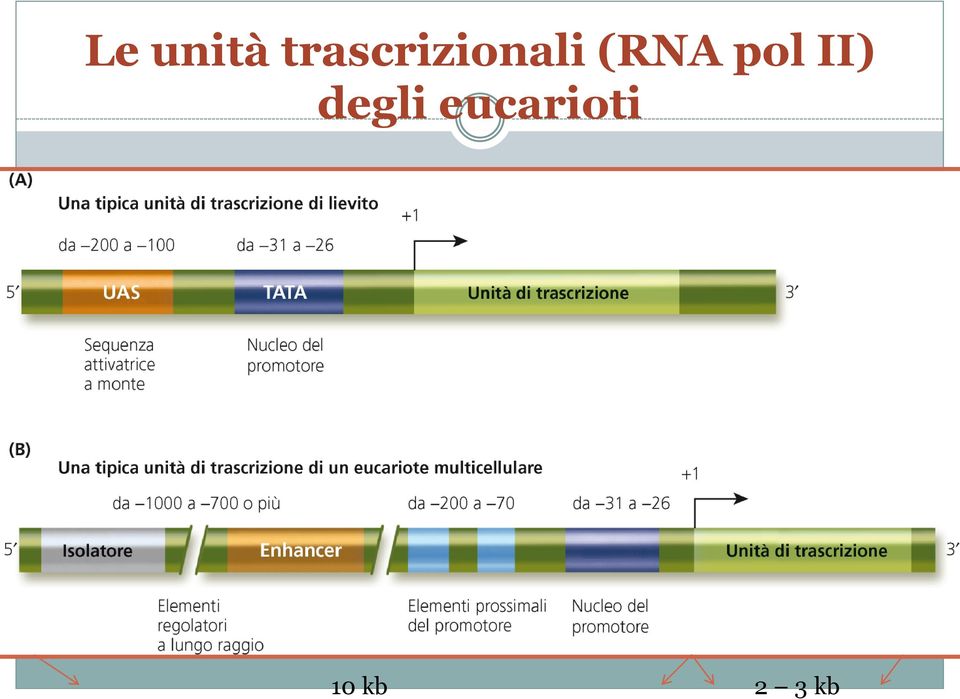 (RNA pol II)