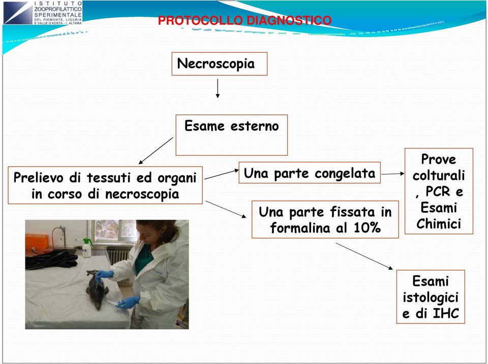 Una parte congelata Una parte fissata in formalina al