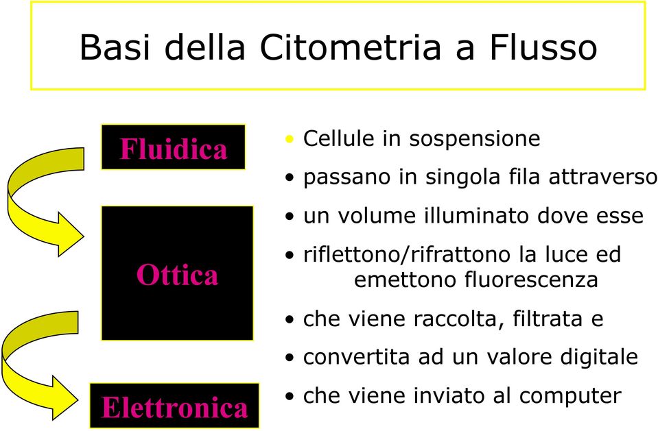 riflettono/rifrattono la luce ed emettono fluorescenza che viene