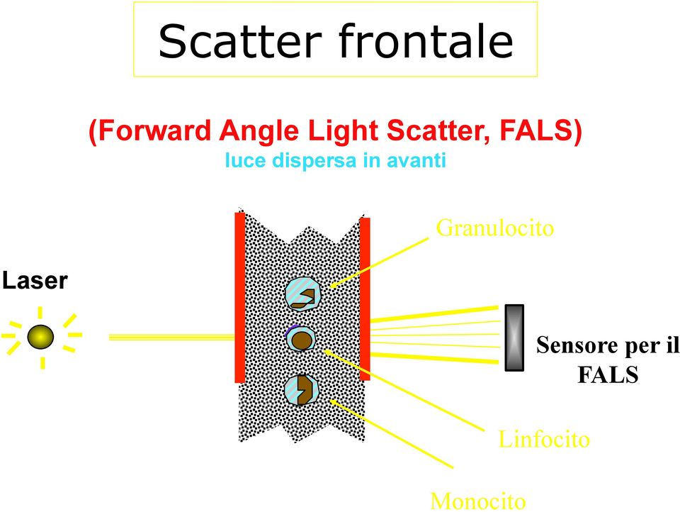 dispersa in avanti Granulocito