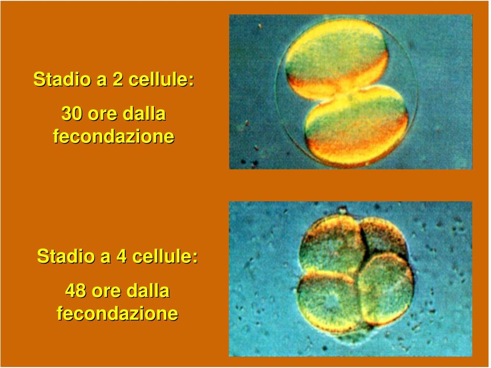 Stadio a 4 cellule: 48