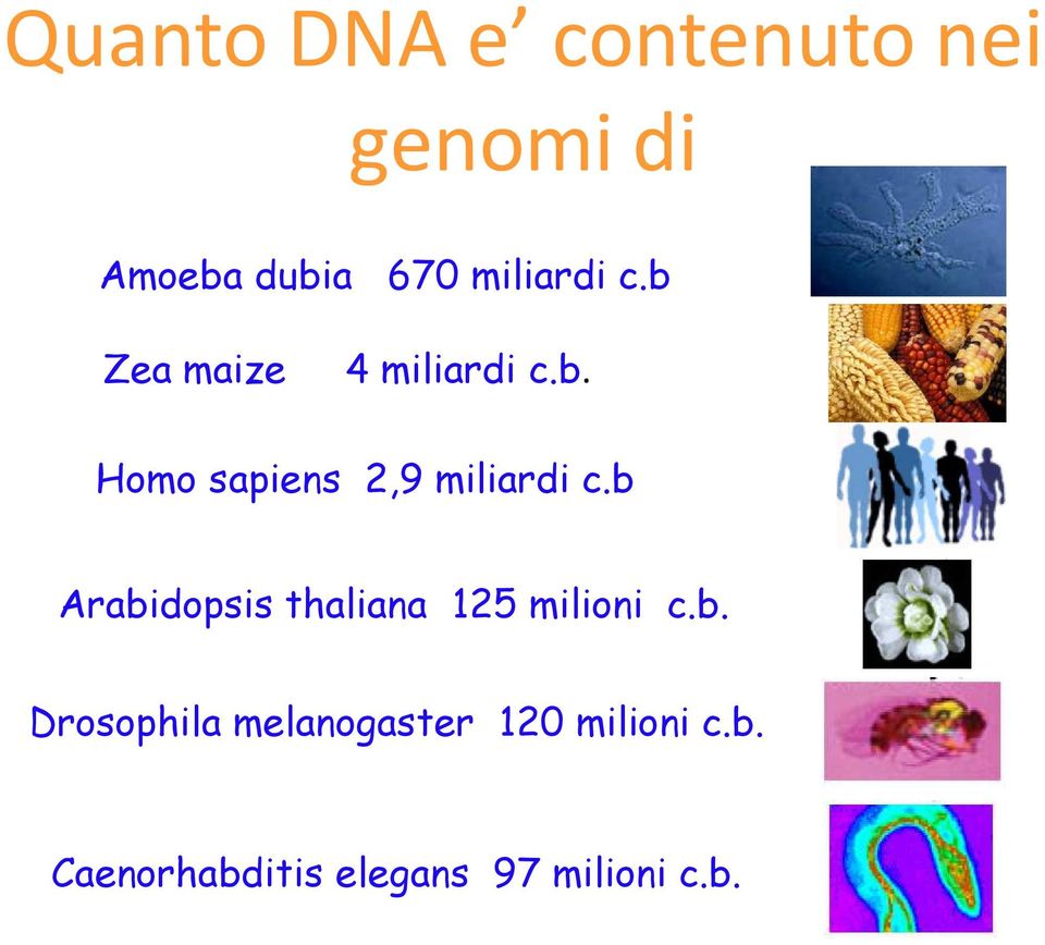 b Arabidopsis thaliana 125 milioni c.b. Drosophila melanogaster 120 milioni c.