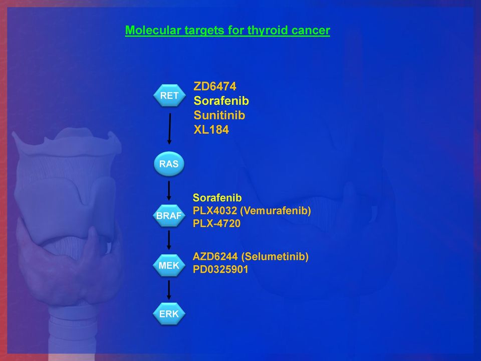 BRAF Sorafenib PLX4032 (Vemurafenib)