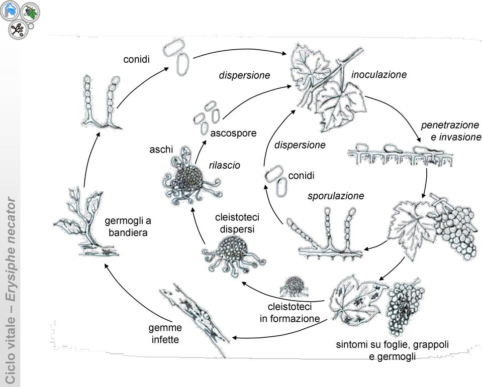 conidi sporulazione germogli a bandiera cleistoteci dispersi