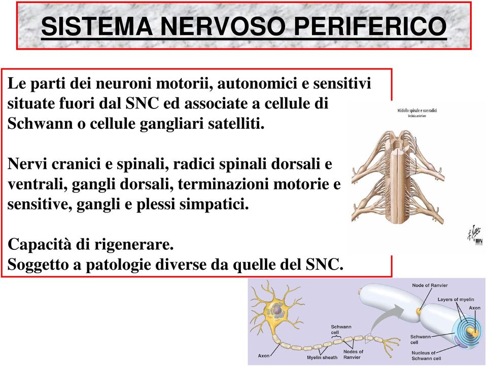 Nervi cranici e spinali, radici spinali dorsali e ventrali, gangli dorsali, terminazioni