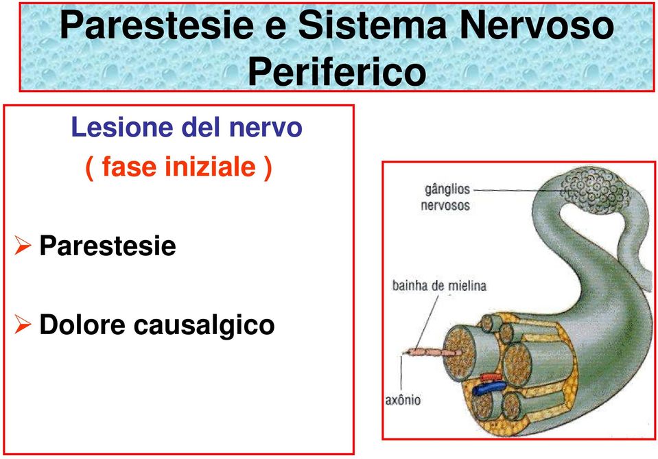 Lesione del nervo ( fase