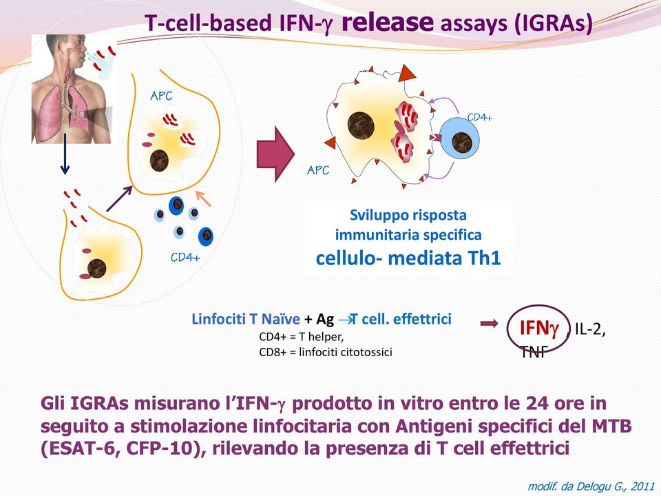 effettrici IFN, IL-2, TNF Gli IGRAs misurano l IFN- prodotto in vitro entro le 24 ore in seguito a