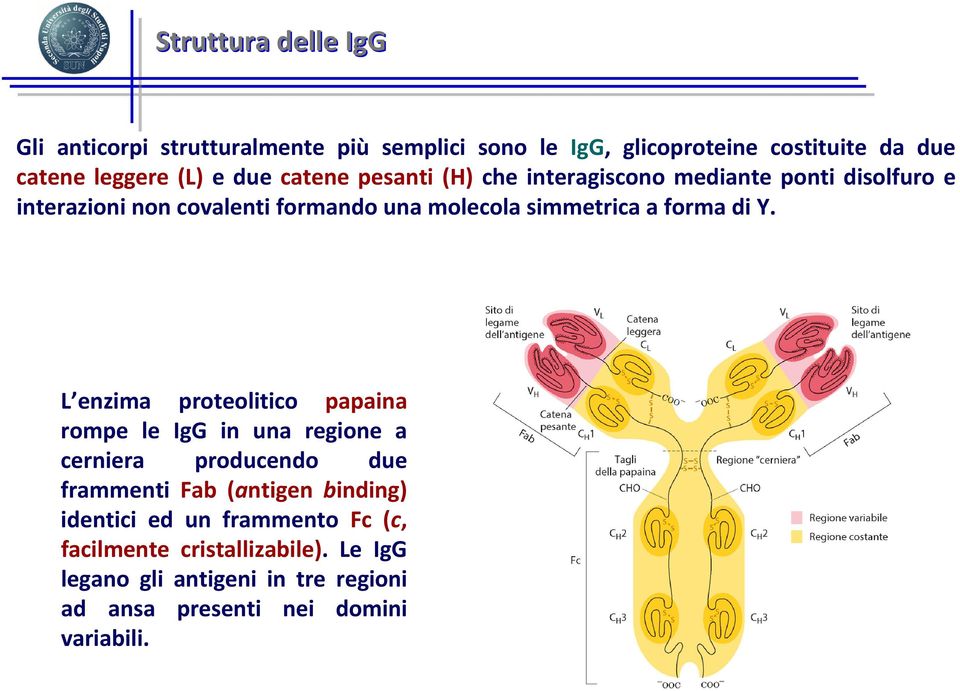 forma di Y.