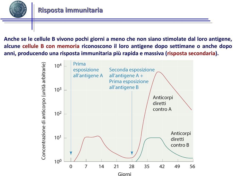 memoria riconoscono il loro antigene dopo settimane o anche dopo anni,