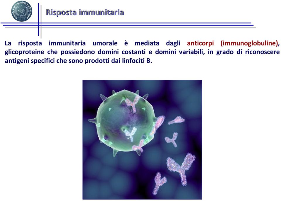 che possiedono domini costanti e domini variabili, in grado