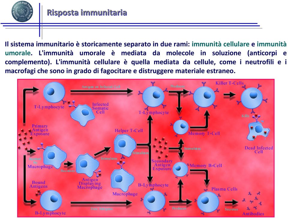 L'immunità umorale è mediata da molecole in soluzione (anticorpi e complemento).