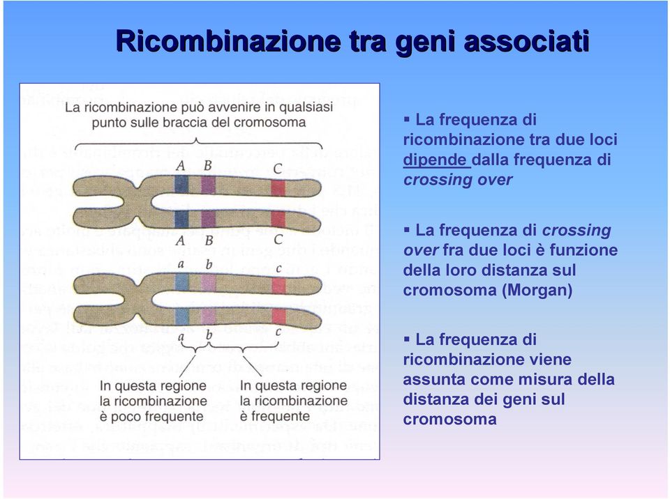 due loi è funzione della loro distanza sul romosoma (Morgan) La frequenza