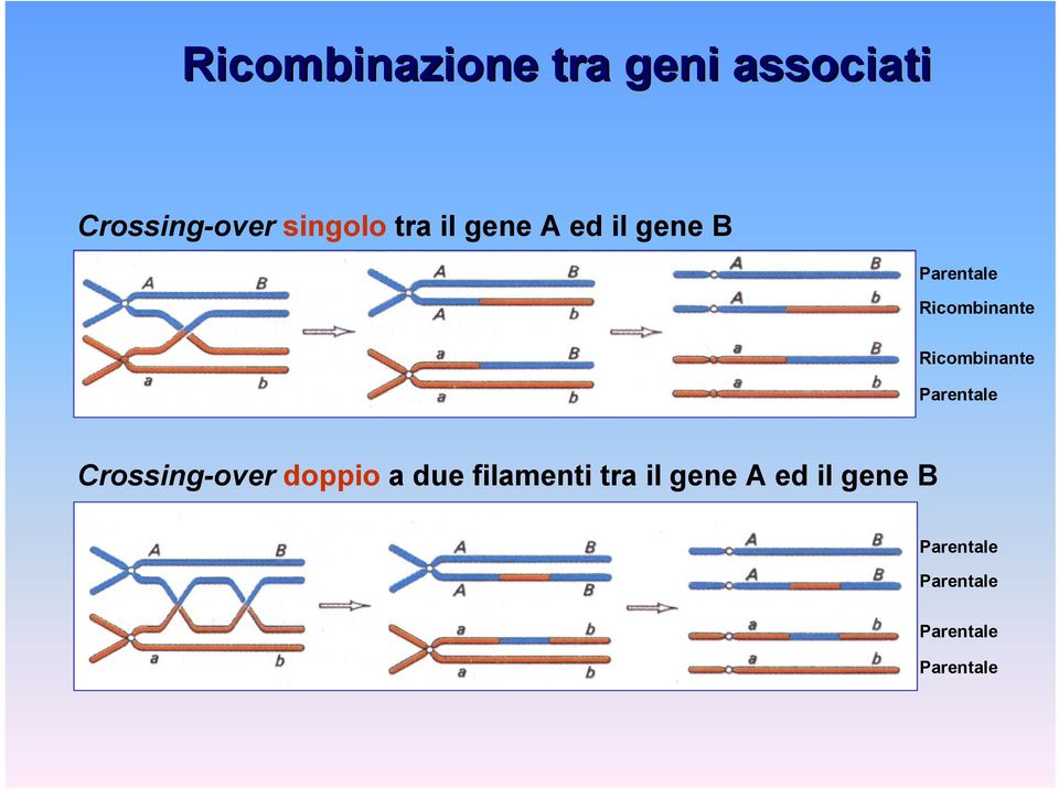 ed il gene B rossing-over doppio a