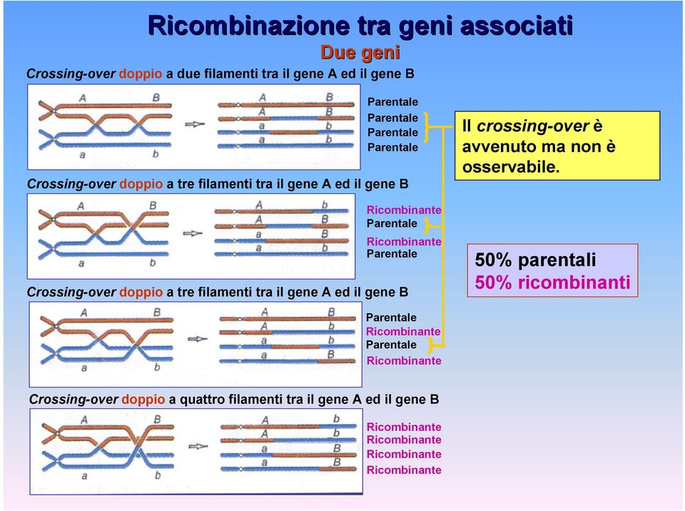 tre filamenti tra il gene A ed il gene B Il rossing-over è avvenuto ma non è osservabile.