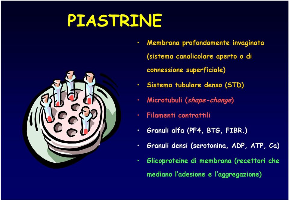 Filamenti contrattili Granuli alfa (PF4, BTG, FIBR.