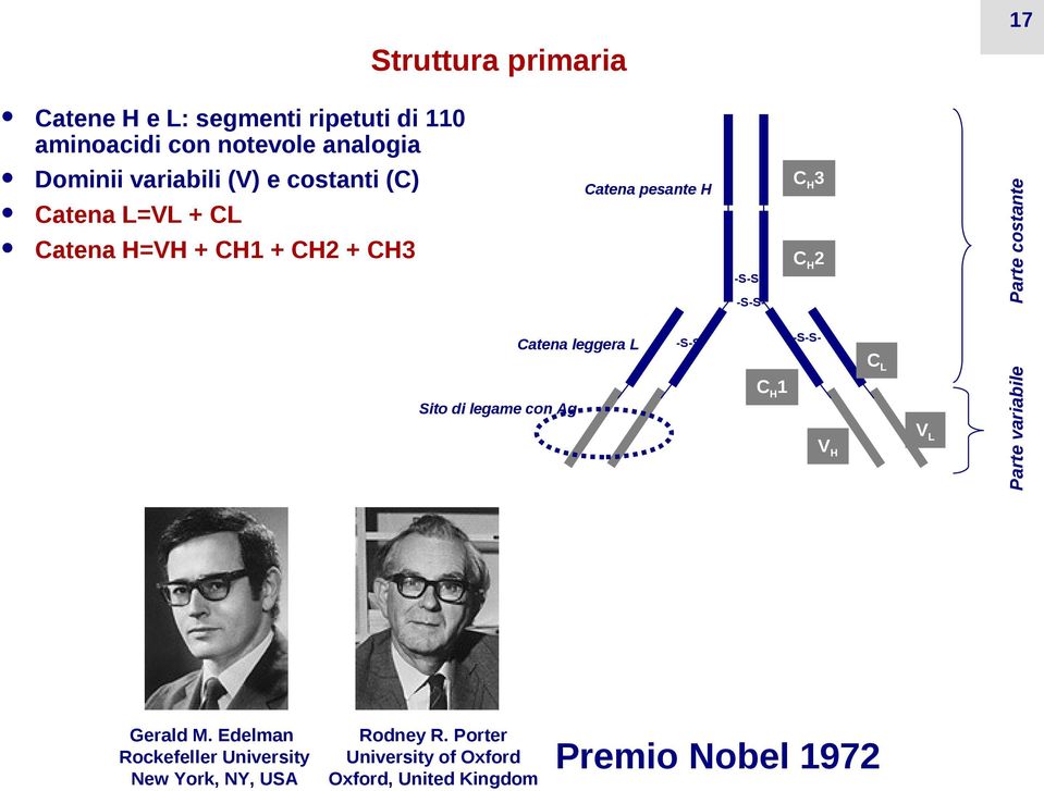 -S-S-S-S- Catena leggera L -S-S- -S-S- CL CH1 Sito di legame con Ag VH Gerald M.