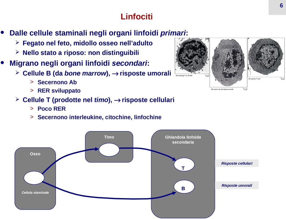 umorali > Secernono Ab > RER sviluppato Cellule T (prodotte nel timo), risposte cellulari > Poco RER > Secernono