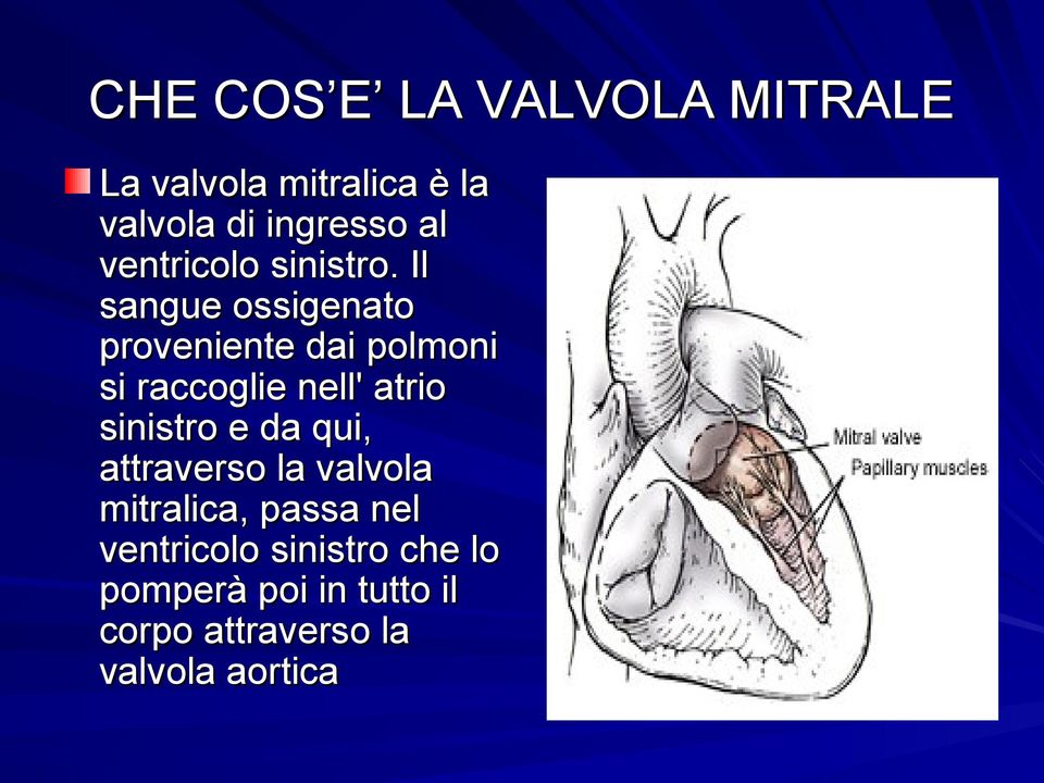 Il sangue ossigenato proveniente dai polmoni si raccoglie nell' atrio sinistro