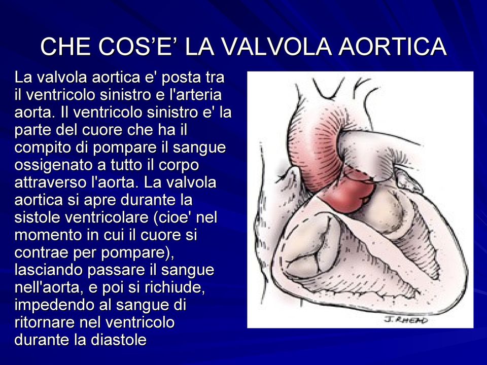 attraverso l'aorta.