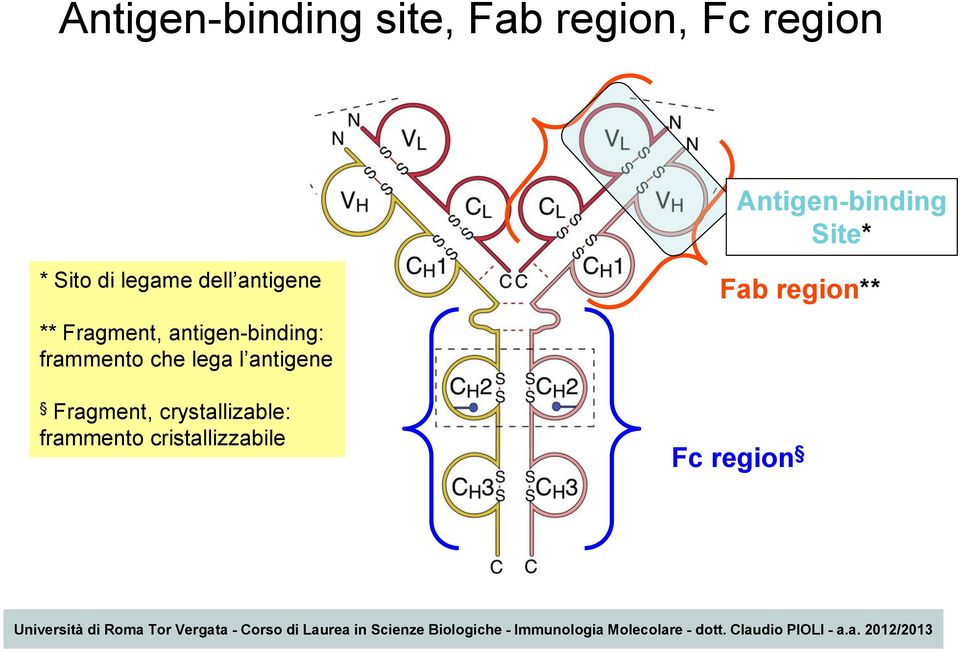 Fragment, antigen-binding: frammento che lega l antigene
