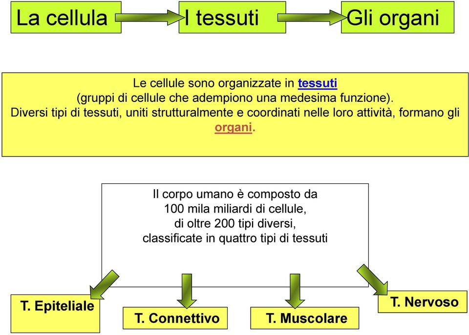 Diversi tipi di tessuti, uniti strutturalmente e coordinati nelle loro attività, formano gli organi.