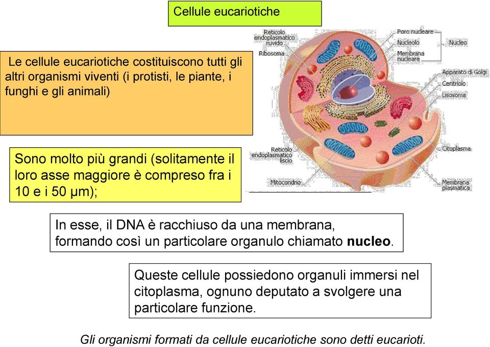 racchiuso da una membrana, formando così un particolare organulo chiamato nucleo.