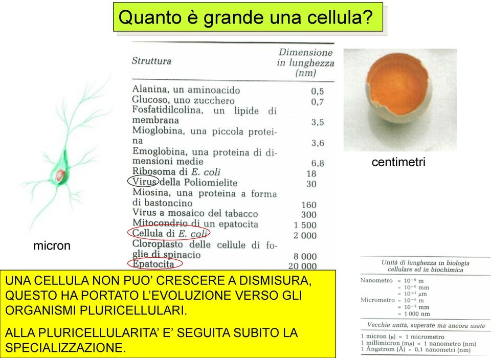 DISMISURA, QUESTO HA PORTATO L EVOLUZIONE VERSO GLI