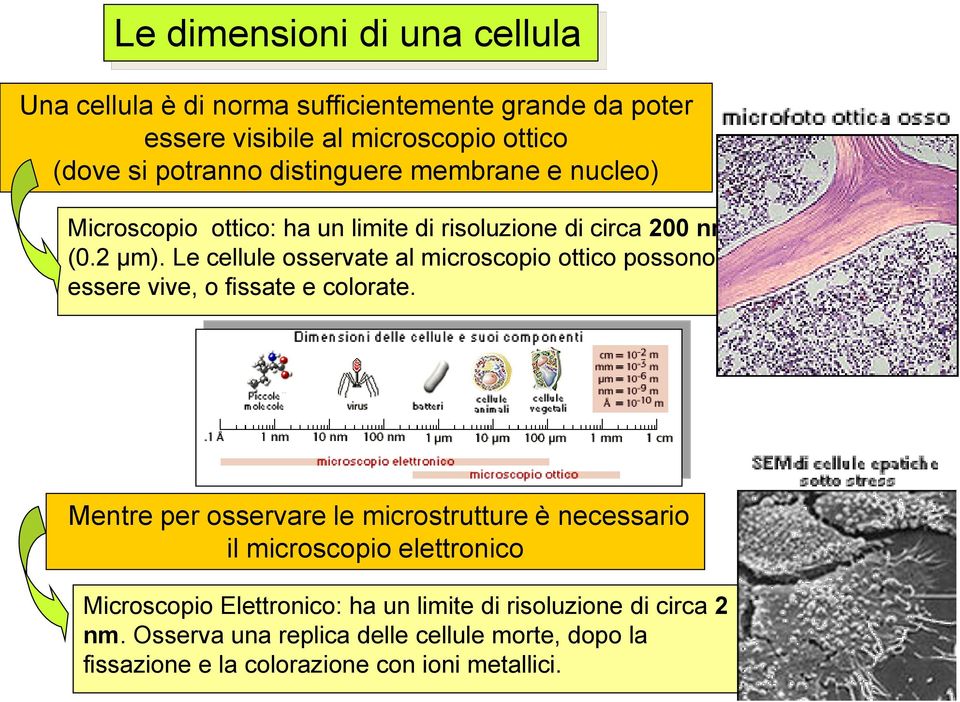 Le cellule osservate al microscopio ottico possono essere vive, o fissate e colorate.