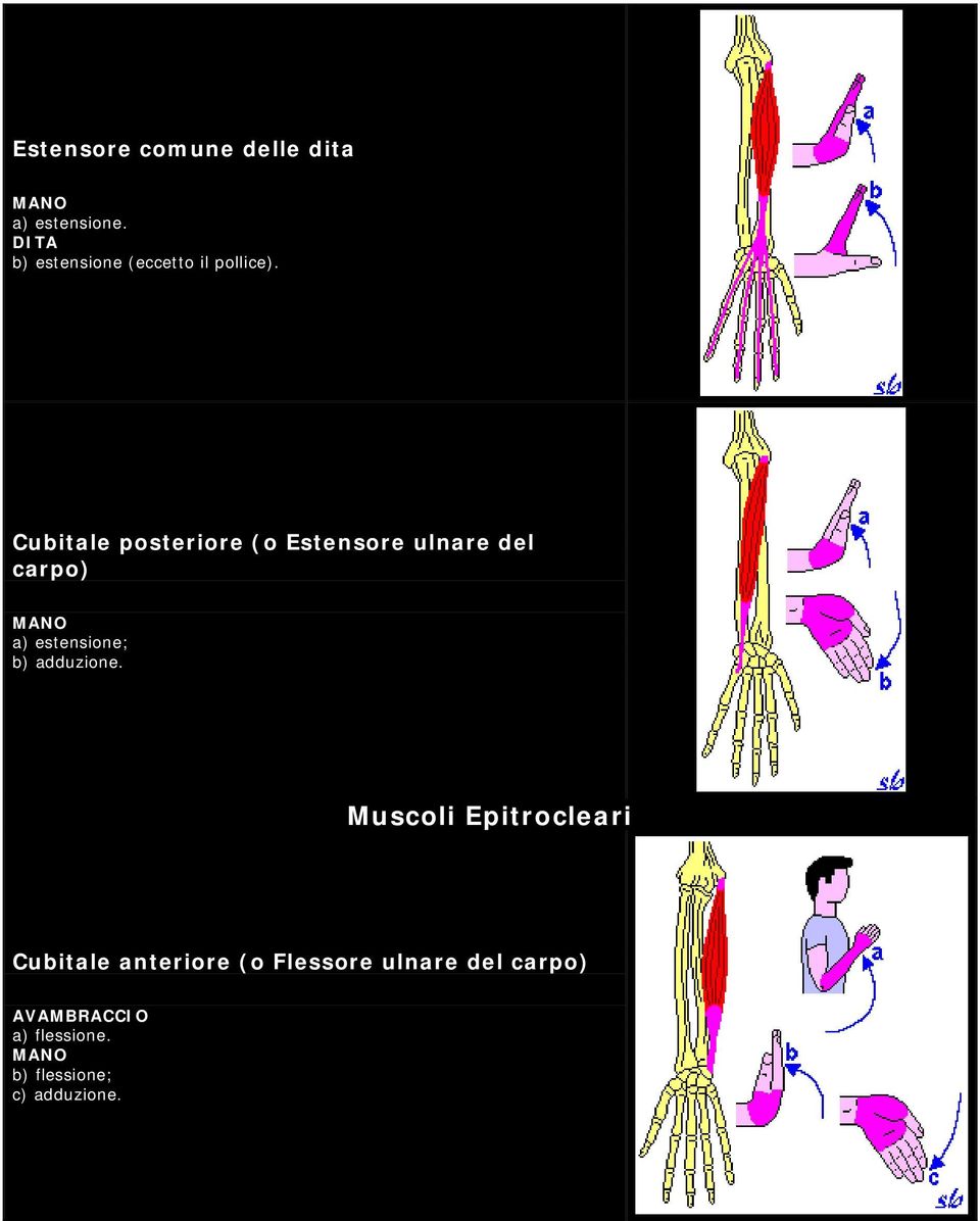 Cubitale posteriore (o Estensore ulnare del carpo) a) estensione ; b)