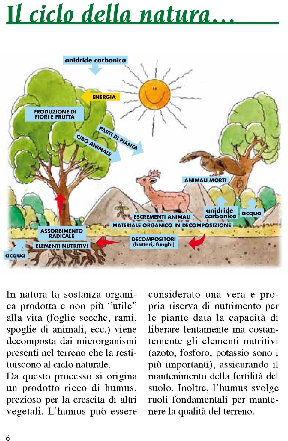di animali, ecc.) viene decomposta dai microrganismi presenti nel terreno che la restituiscono al ciclo naturale.