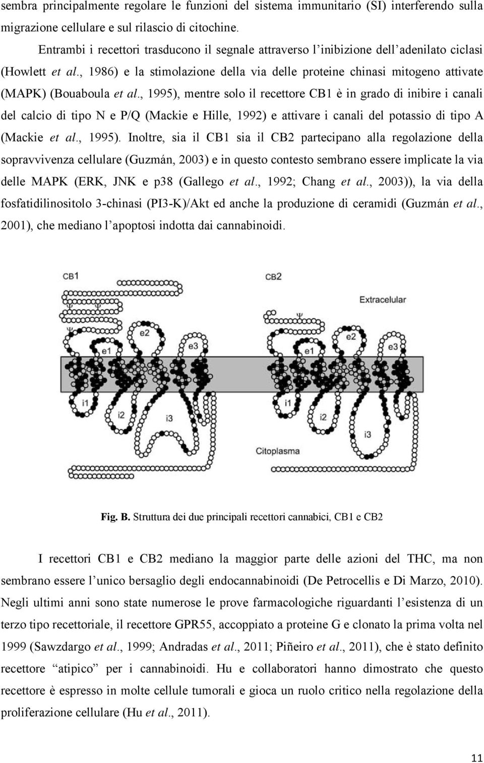 , 1986) e la stimolazione della via delle proteine chinasi mitogeno attivate (MAPK) (Bouaboula et al.