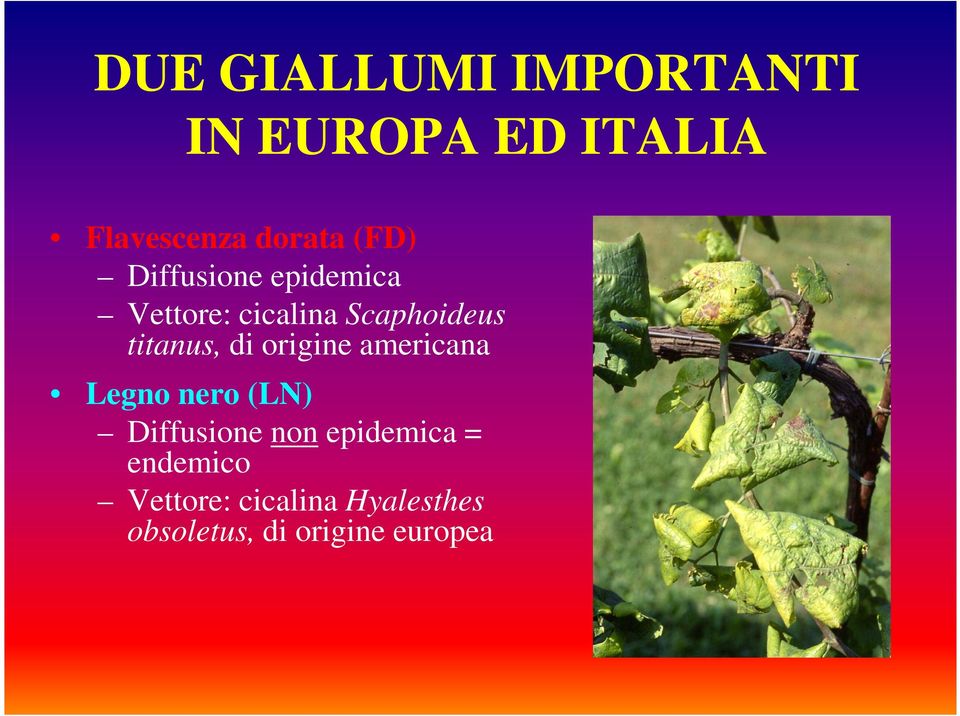 di origine americana Legno nero (LN) Diffusione non epidemica =