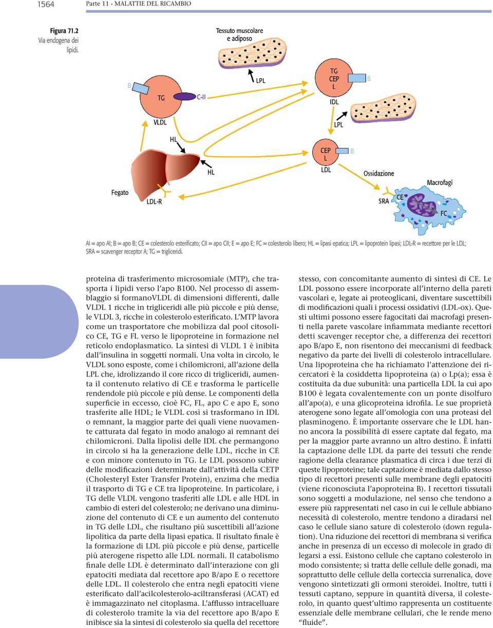 receptor A; TG = trigliceridi. proteina di trasferimento microsomiale (MTP), che trasporta i lipidi verso l apo B100.