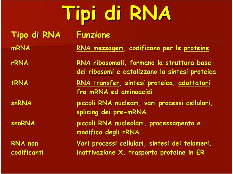 adattatori fra mrna ed aminoacidi piccoli RNA nucleari, vari processi cellulari, splicing dei pre-mrna piccoli RNA