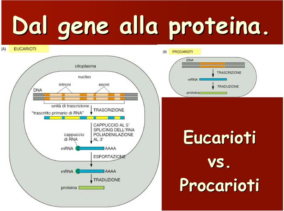 proteina.