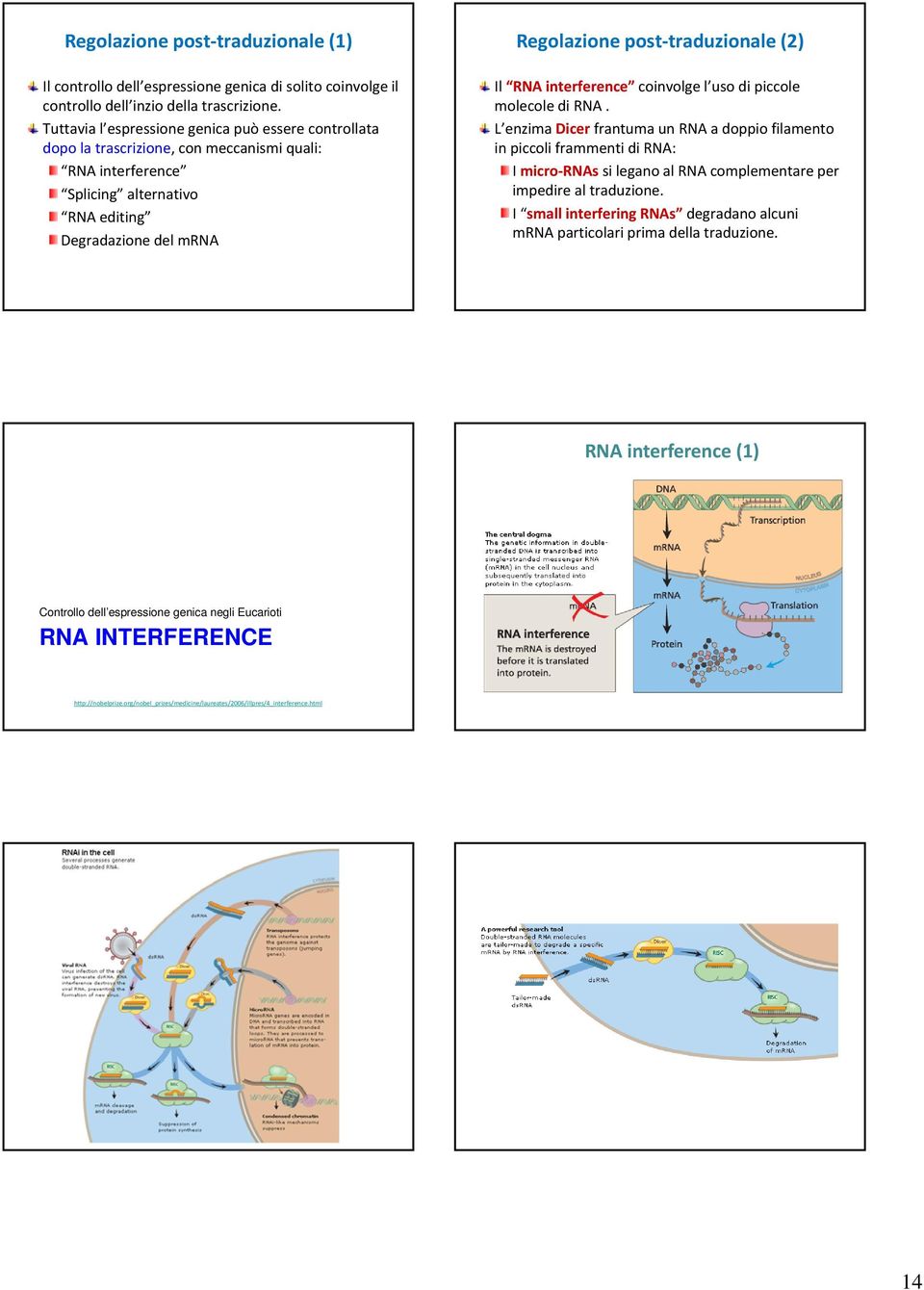 (2) Il RNA interference coinvolge l uso di piccole molecole di RNA.