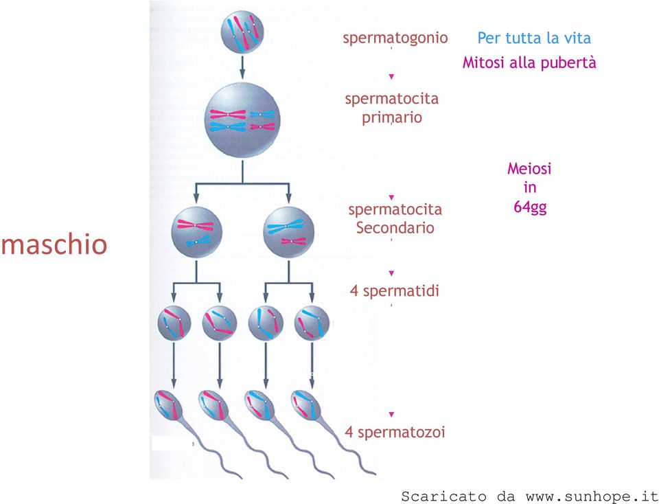 spermatocita Secondario 4 spermatidi Meiosi in 64gg