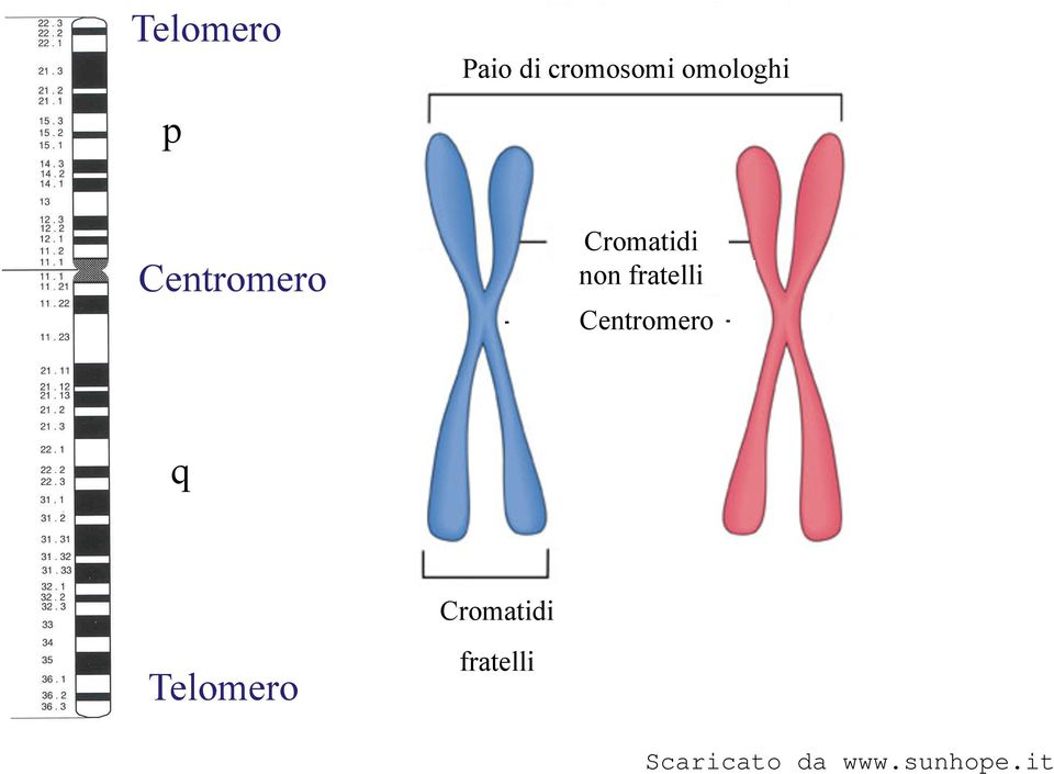 Centromero Cromatidi non