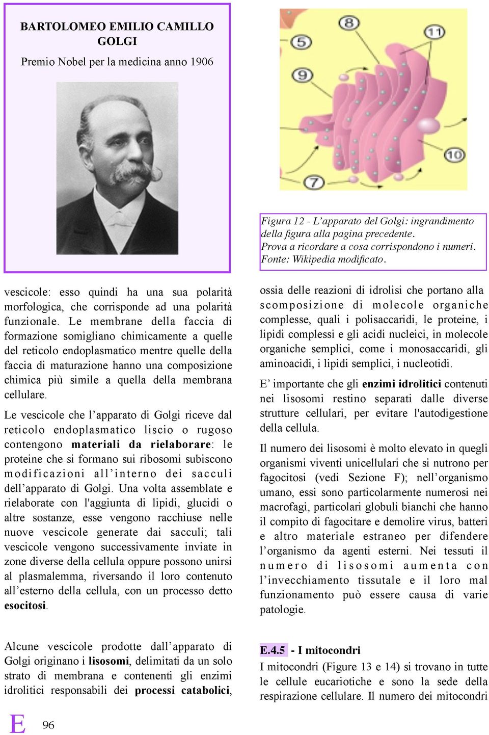 Le membrane della faccia di formazione somigliano chimicamente a quelle del reticolo endoplasmatico mentre quelle della faccia di maturazione hanno una composizione chimica più simile a quella della