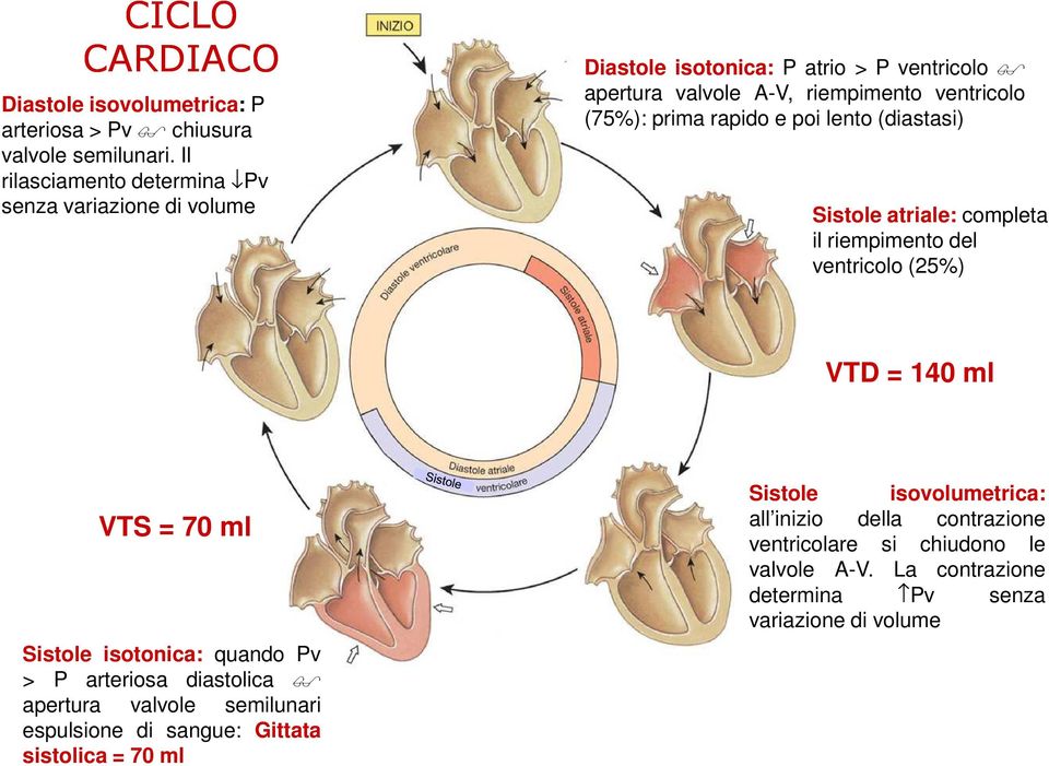 rapido e poi lento (diastasi) Sistole atriale: completa il riempimento del ventricolo (25%) VTD = 140 ml VTS = 70 ml Sistole isotonica: quando Pv > P arteriosa