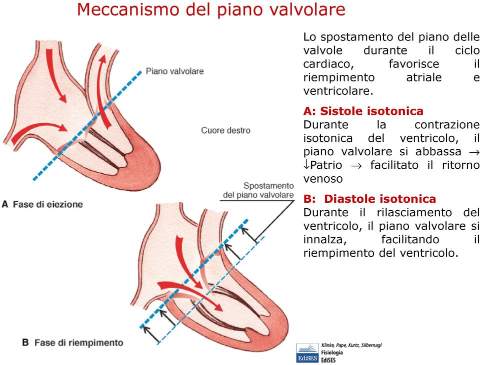 A: Sistole isotonica Durante la contrazione isotonica del ventricolo, il piano valvolare si abbassa