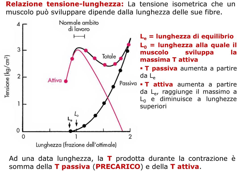 L e =lunghezzadiequilibrio L 0 = lunghezza alla quale il muscolo sviluppa la massima T attiva T passiva aumenta a