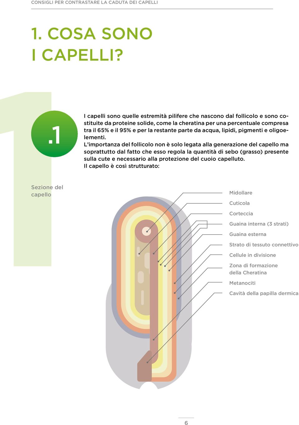 la restante parte da acqua, lipidi, pigmenti e oligoelementi.