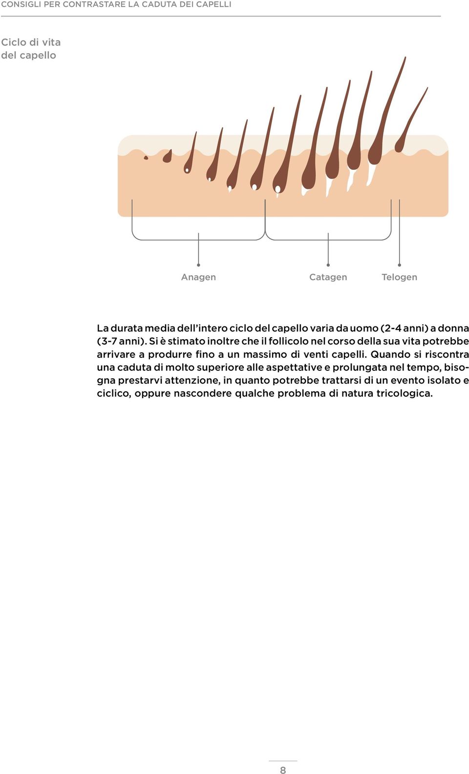 Si è stimato inoltre che il follicolo nel corso della sua vita potrebbe arrivare a produrre fino a un massimo di venti capelli.