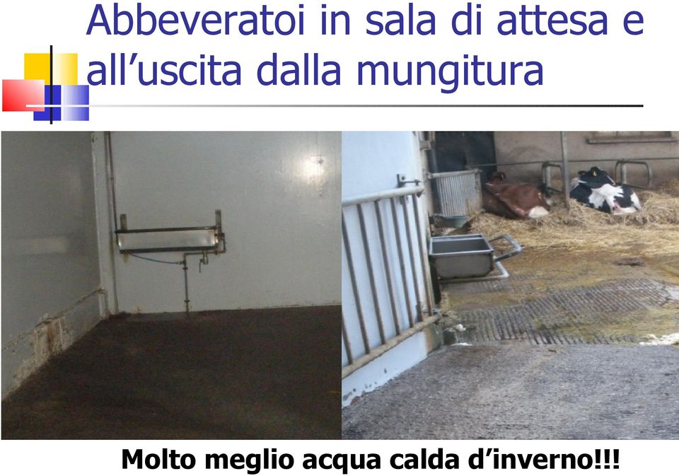 dalla mungitura Molto